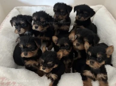 We have a beautiful litter of Yorkshire Terrier puppies looking f
