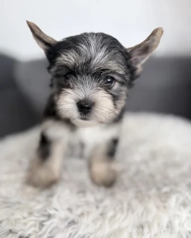 We have a beautiful litter of Yorkshire Terrier puppies look... in Los Angeles – Dogs & Puppies photo 3