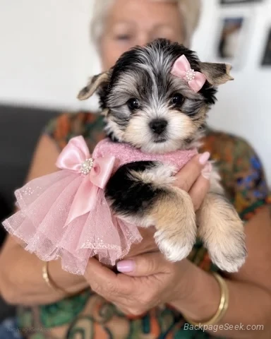 We have a beautiful litter of Yorkshire Terrier puppies look... in Los Angeles – Dogs & Puppies photo 4