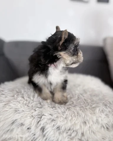 We have a beautiful litter of Yorkshire Terrier puppies look... in Los Angeles – Dogs & Puppies photo 6