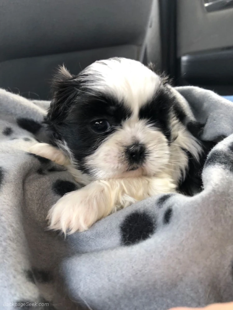 Beautiful Shih Tzu Puppy - Meet Coco a Black White Beauty Re... in Los Angeles – Dogs & Puppies