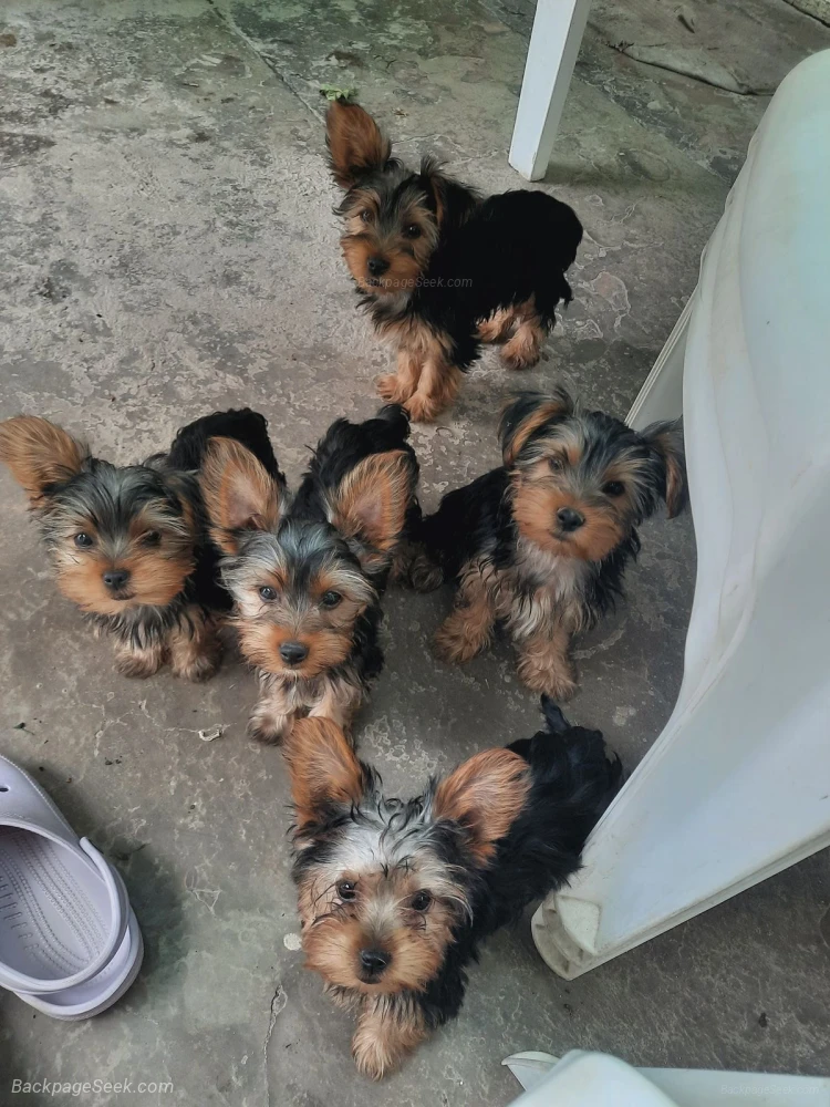 Healthy Yorkshire Terrier Puppies Looking for Loving Homes in Portland – Dogs & Puppies