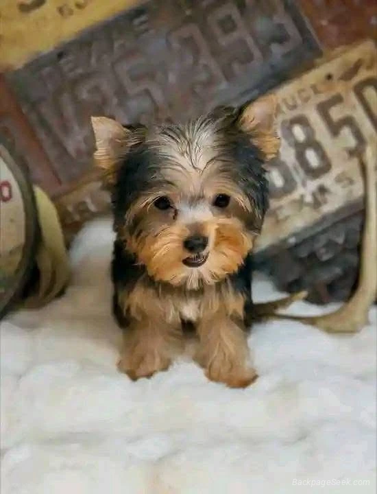 A well trained puppy for sell in Bakersfield – Dogs & Puppies photo 2