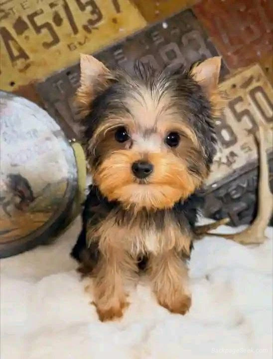 A well trained puppy for sell in Bakersfield – Dogs & Puppies photo 3