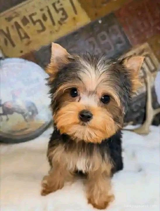 A well trained puppy for sell in Bakersfield – Dogs & Puppies photo 4