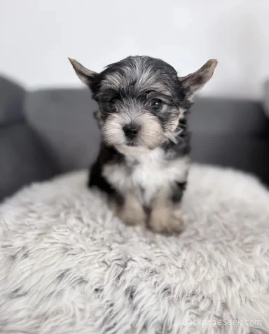 We have a beautiful litter of Yorkshire Terrier puppies look... in Los Angeles – Dogs & Puppies photo 5