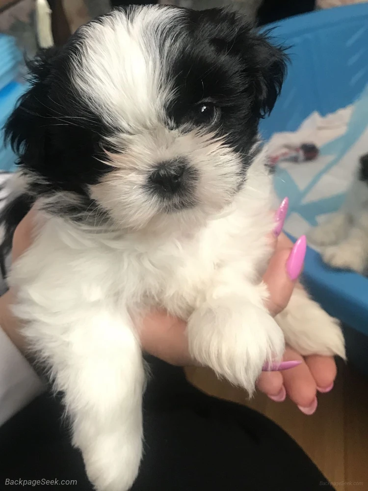 Beautiful Shih Tzu Puppy - Meet Coco a Black White Beauty Re... in Los Angeles – Dogs & Puppies photo 2