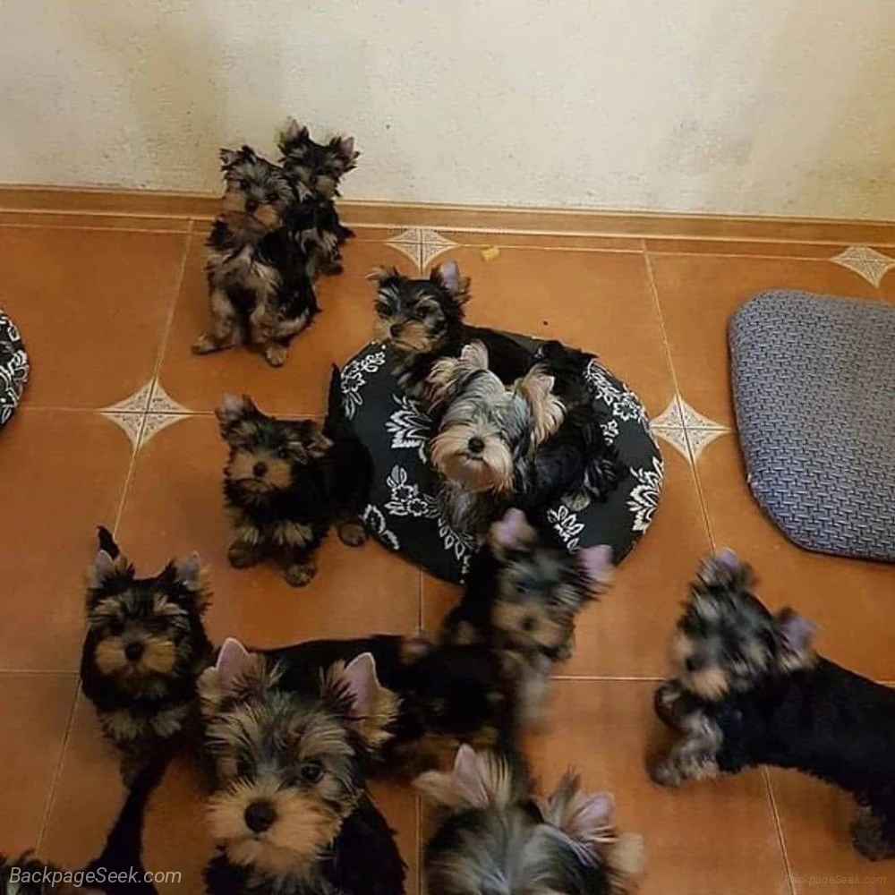 Healthy Yorkshire Terrier Puppies Looking for Loving Homes in Portland – Dogs & Puppies photo 2