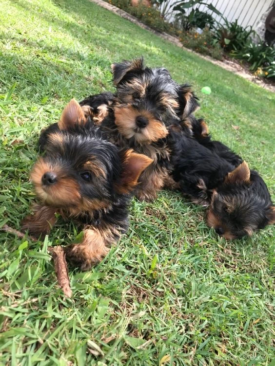 Healthy Yorkshire Terrier Puppies Looking for Loving Homes in Portland – Dogs & Puppies photo 3