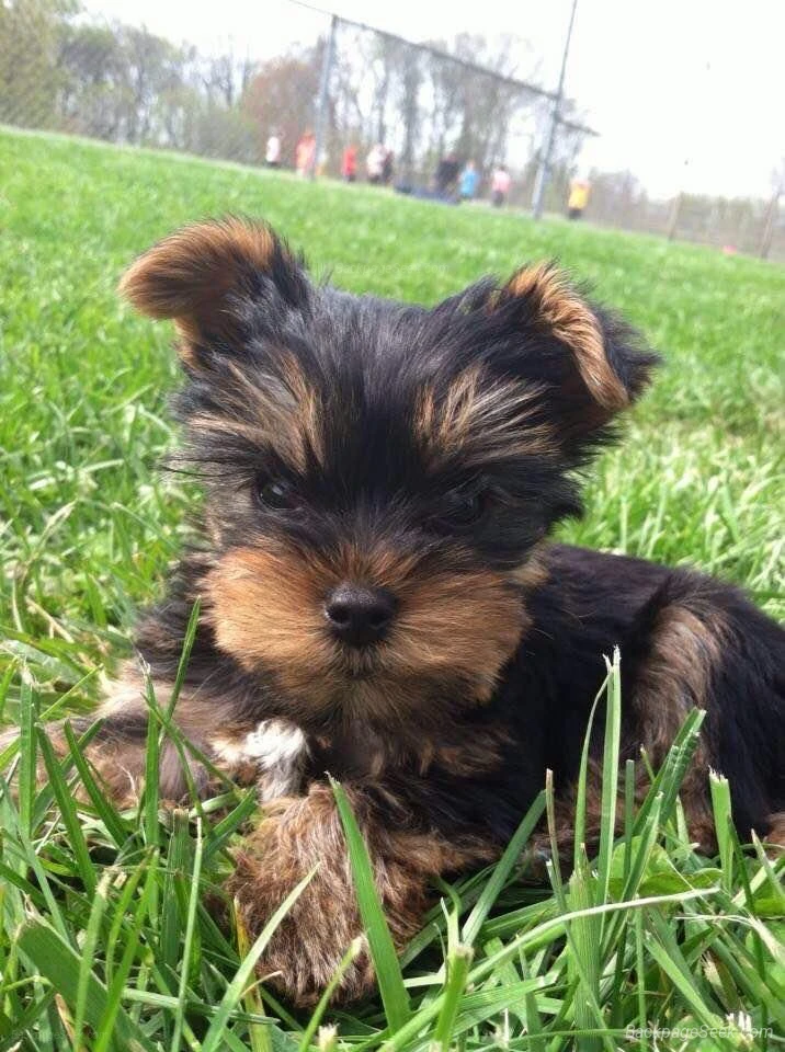 Healthy Yorkshire Terrier Puppies Looking for Loving Homes in Portland – Dogs & Puppies photo 4