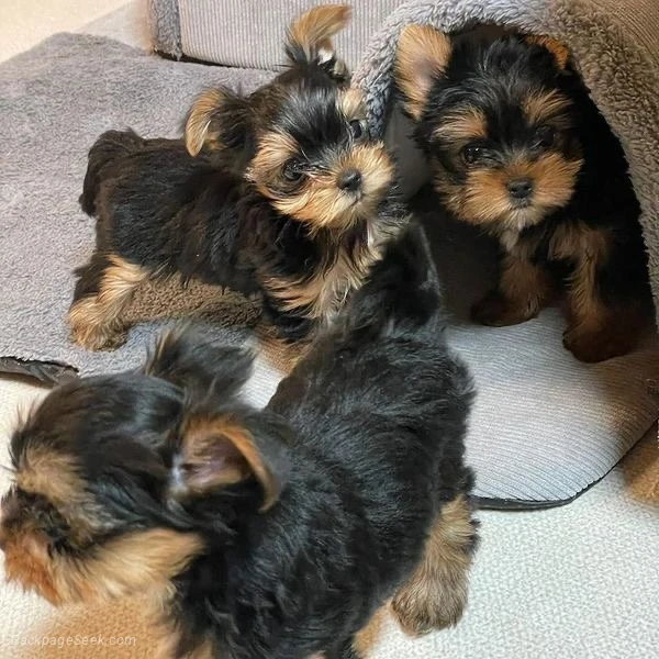 Healthy Yorkshire Terrier Puppies Looking for Loving Homes in Portland – Dogs & Puppies photo 5