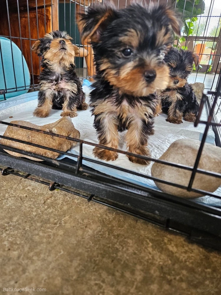 Healthy Yorkshire Terrier Puppies Looking for Loving Homes in Portland – Dogs & Puppies photo 6
