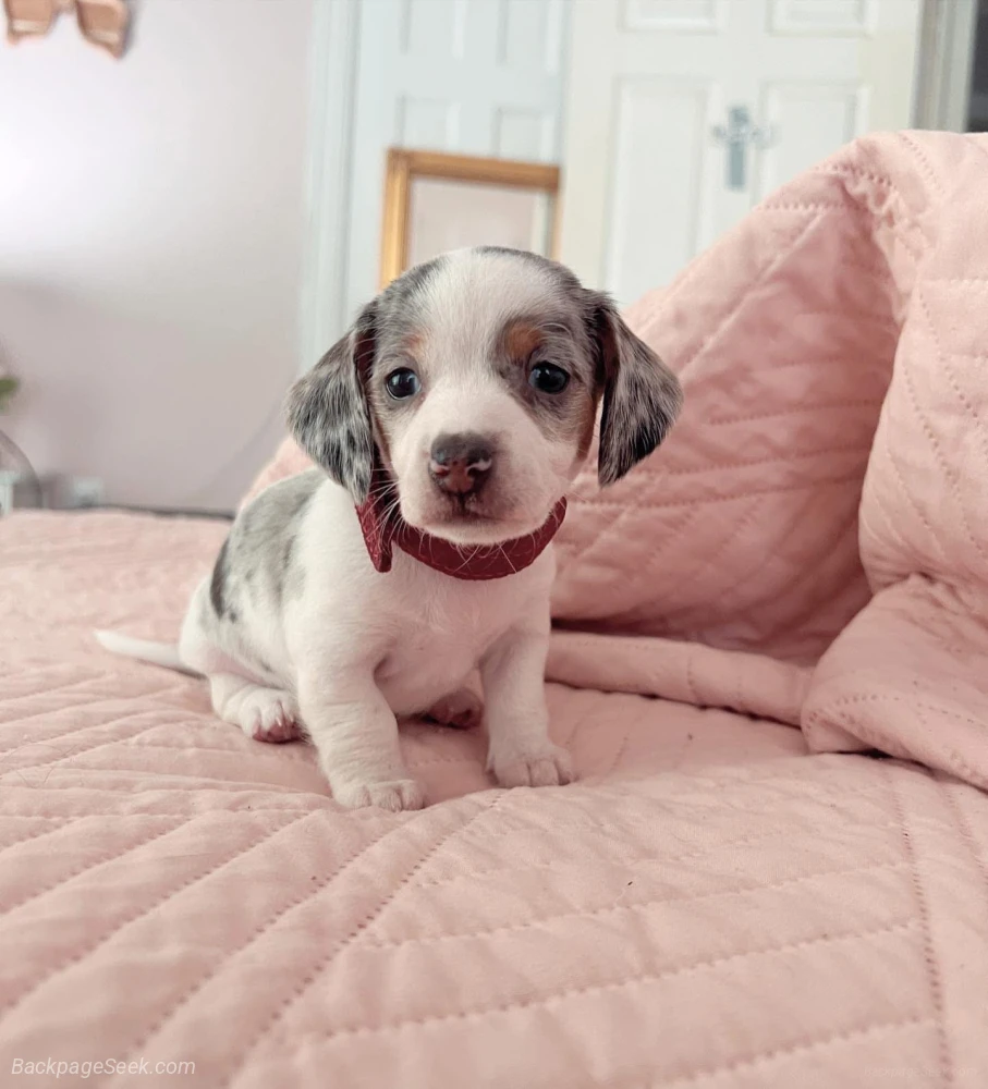 Dachshund puppies. in Saint Louis - Dogs & Puppies photo 4