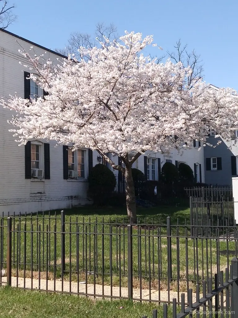 JuiceyPUssy in Washington DC – Women Seeking Men photo 3