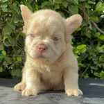 Fluffy Frenchies in Los Angeles - Dogs & Puppies