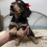 Dachshund puppies. in Saint Louis - Dogs & Puppies